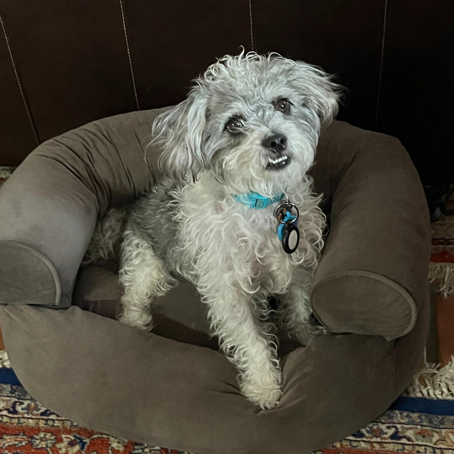 A little white dog sitting in a chair